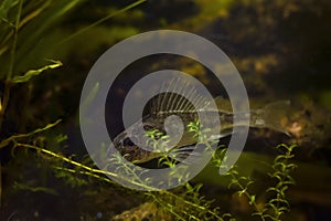 young Eurasian ruffe hide in elodea vegetation, captive domesticated wild freshwater fish, omnivore coldwater predator species in