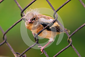 Young eurasian sparrow on the fence