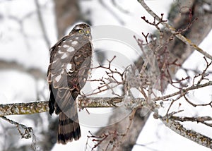 Young eurasian sparrowhawk Accipiter nisus sitting on a branch in winter.