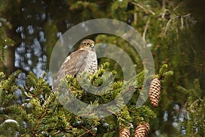 Young Eurasian sparrowhawk Accipiter nisus sitting on a spruce in the forest.