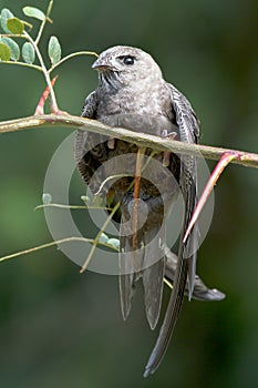 Young Eurasian Swift / Apus apus photo