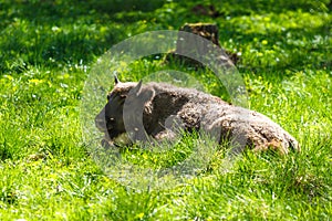 Young European bison (Bison bonasus)