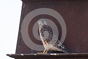 Young european common Kestrel sits on metal. Falco tinnunculus