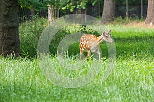 Young European Fallow Deer - Dama dama in sunny forest