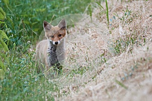 Young European Fox peeking through vegetation