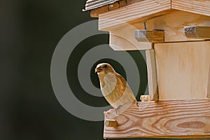 Young European Greenfinch bird eating sunflower seed