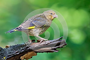 Young European Greenfinch sitting on dry old looking branch with clean green background