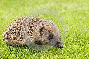 Young European hedgehog - Erinaceus europaeus