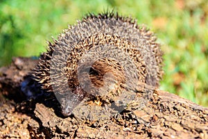 Young European hedgehog Erinaceus europaeus on log