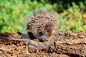 Young European hedgehog Erinaceus europaeus on log