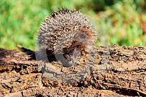 Young European hedgehog Erinaceus europaeus on log