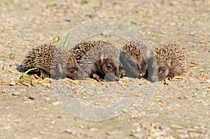 Young European hedgehogs (Erinaceus europaeus)