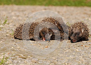 Young European hedgehogs (Erinaceus europaeus)