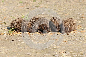 Young European hedgehogs (Erinaceus europaeus) photo