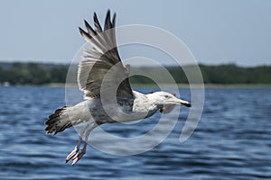 Young European herring gull in flight at Mazurian lake