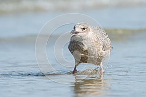A young european herring gull standing in the water on the beach