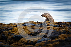 Young European Otter Lutra lutra cub or kit on rocky shore