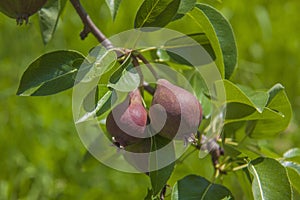 Young European Pears on Brench photo