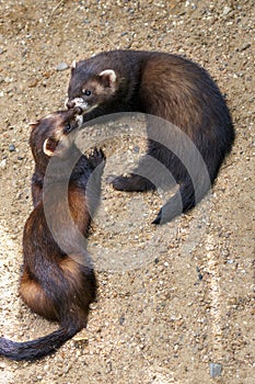 Young European Polecats playing in the sunshine