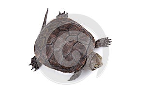 Young European pond turtle isolated on white