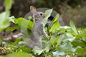 Young European Rabbit, oryctolagus cuniculus, Normandy