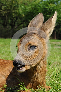 Young european roe deer (Capreolus capreolus)