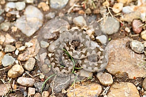 Young european sand viper camouflage