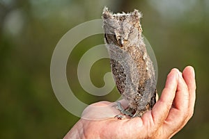 Young European scops owl Otus scops sitting on hand