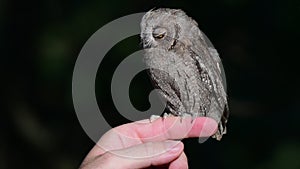 Young European scops owl Otus scops sitting on hand
