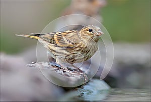 Young European serin sits near a waterpond