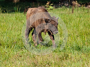 Young european wood bison in Bialowieza primeval forest