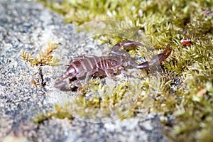 Young Euscorpius italicus heats up in the sun on a rock