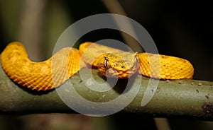 Young Eyelash pitviper in Costa Rica