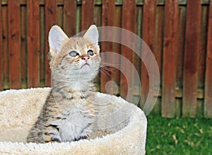 Young F2 Serval Savannah Kitten