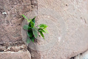 young fagus sylvatica growing in a medieval stone wall