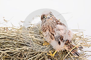 Young falcon bird