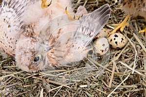 Young falcon bird