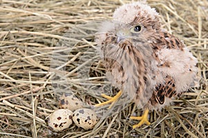 Young falcon bird