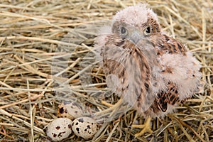 Young falcon bird