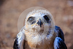 young falcon bird
