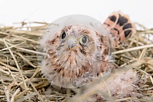 Young falcon bird
