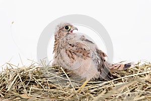 Young falcon bird