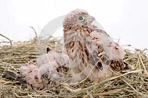 Young falcon bird