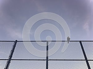 Young Falcon Sitting on a Barbed Wire Fence
