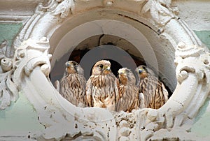 Young falcons