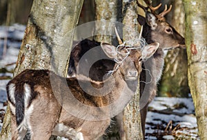 A young Fallow Buck with his antlers tangled in some rubbish