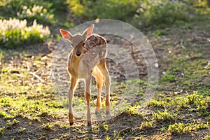 Young fallow dear