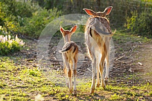 Young fallow dear with mum