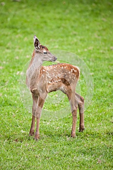 Young Fallow Deer