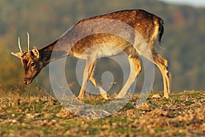 Young fallow deer buck in beautiful light